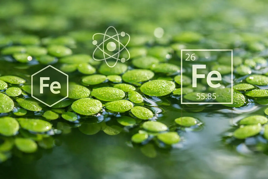 🧲 Water Lentils and Iron: What the Research Says About Absorption, Bioavailability, and Plant-Based Nutrition