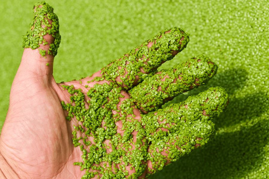 🌿 What Makes Water Lentil Protein Different (and Better)